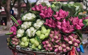 Mê mẩn với những gánh hoa sen đầu mùa nở rộ khoe sắc hương trên phố Hà Nội