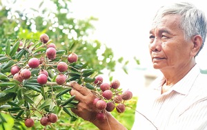 Một ông nông dân Vĩnh Long trồng 150 cây nhãn cứ như đột biến, bẻ trái bán giá cao thiên hạ vẫn tranh nhau mua