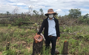 Vụ phá gần 400 ha rừng tại Đắk Lắk: Kỷ luật hai lãnh đạo xã 
