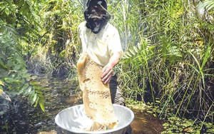 Sản vật rừng U Minh Thượng ở Kiên Giang là cá đồng, mật ong, nông dân còn được trả khoản tiền gì?