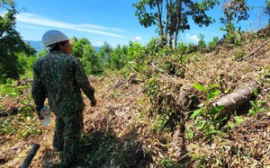 Lãnh đạo Sở NNPTNT nói gì với UBND tỉnh Bình Định về vụ gần 12ha đất rừng bị phá, xâm chiếm?