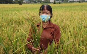 Video: &quot;Lúa ma&quot; hoành hành, nhiều nông dân ở Hà Nam điêu đứng bỏ ruộng