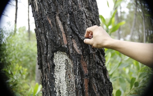 Quảng Nam: Điều tra hàng trăm cây thông bị kẻ gian “bức tử” bằng hóa chất
