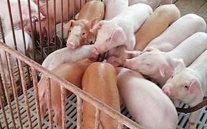 Giá lợn hơi tiếp tục tăng mạnh, điều gì đang xảy ra?
