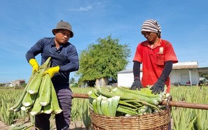 Trồng loại &quot;cây cảnh&quot; đặc biệt này, ruộng đẹp như phim, nắng nóng giá bán tăng gấp đôi, nông dân Ninh Thuận hối hả cắt