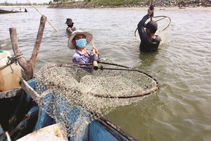 Săn loài hải sản rất giàu chất dinh dưỡng được ví như viagra dưới đáy sông rồi đem phơi khô bán tiền triệu