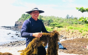 Cả làng ở Quảng Ngãi tới mùa đi hái "rau sạch" dưới biển kiếm tiền triệu mỗi ngày