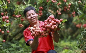 Trồng vải xuất Nhật, ông nông dân nhàn nhã ngồi nhà chờ thương lái đến thu mua