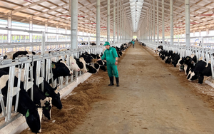 Vinamilk nhập đàn bò sữa 1.000 con từ Mỹ về Trang trại bò sữa LAO-JAGRO tại Lào 