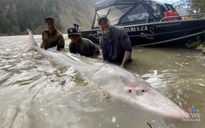 Hai cần thủ chật vật bắt được con "quái vật" cá tầm trắng khổng lồ nặng hơn 317kg