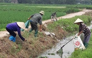 100% chi hội nông dân huyện Quảng Điền, Thừa Thiên Huế thực hiện tốt mô hình cánh đồng không rác thải 
