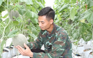 Thái Nguyên: Cử nhân về quê trồng dưa lưới, quả không những siêu ngọt mà còn đẹp mê ly