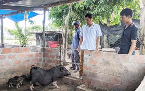 Nuôi lợn đen bản địa, nông dân nơi này ở Gia Lai có nhà cho thu nhập cao