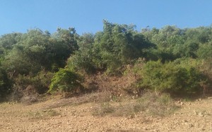 138ha đất rừng của gia đình nguyên Bí thư Huyện ủy Vĩnh Thạnh đang bị kiểm tra