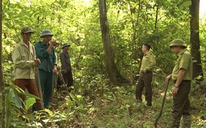 Dịch vụ môi trường rừng Lai Châu: Dân no ấm, rừng thêm xanh