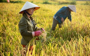 Chuyển đổi 1.537ha đất trồng lúa để xây dựng cao tốc Bắc - Nam phía Đông sẽ không ảnh hưởng đến an ninh lương thực