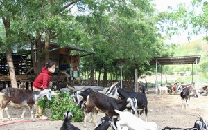 Một xã của tỉnh Ninh Thuận nuôi đàn gia súc lên tới hơn 22.000 con, trong đó có tới hơn 11.000 con 