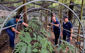 Sâm Lai Châu đặc sản đang được trồng ở vùng cao biên giới Mường Tè