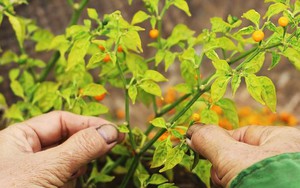 Anh nông dân Hà Tĩnh liều mình trồng loại ớt tròn tí xíu, vàng rực, vị cay lạ, nào ngờ thu tiền triệu mỗi cây