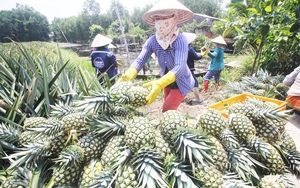 Hậu Giang kêu gọi đầu tư 22 dự án nông nghiệp trên 5.000 tỷ đồng