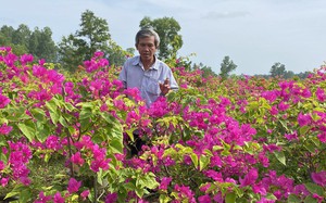 Hé lộ bí quyết trồng hoa giấy trong chậu vạn người mê của ông nông dân Bình Định, vườn hoa giấy đẹp như phim