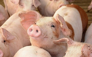Giá lợn hơi lập đỉnh mới, có thể chạm mốc 75.000 đồng/kg