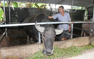 Bí quyết của ông nông dân Thái Nguyên nuôi trâu bò vỗ béo, từ 2 con ban đầu nhân đàn lên 13 con