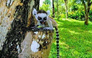 Chuyện ít người biết về những “bảo mẫu” động vật hoang dã tại Vinpearl Safari Phú Quốc