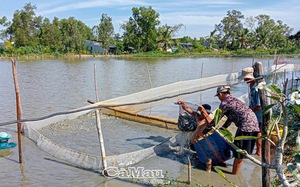 Nuôi cá kèo xen vụ ở Cà Mau, giá cá kèo ở mức cao, nông dân lãi 400 triệu/ha