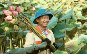 Hà Nội: Chủ đầm &quot;mỏi tay&quot; đếm tiền nhờ kinh doanh sen