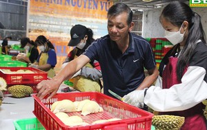 Ông chủ vựa thu mua sầu riêng ở Đắk Nông làm cách gì mà khiến trái đặc sản tăng giá trị gấp hơn 2 lần?