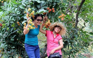 Ninh Thuận: Cảm giác “hái tận tay, ăn ngay tại chỗ&quot; khiến du khách mê mẩn những vườn trái cây Lâm Sơn
