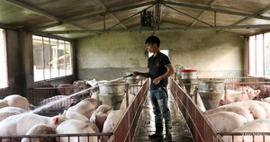 Giá lợn hơi bật tăng cao, người chăn nuôi Nghệ An tích cực tái đàn