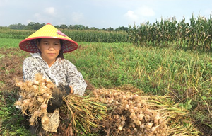 Bên sông Ngàn Sâu, trồng tỏi tía có mùi thơm đặc biệt, nông dân Hà Tĩnh bán giá 1.000-2.000 đồng/củ
