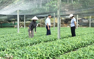 Nông dân xã miền núi này ở Yên Bái đổi đời nhờ trồng quế