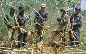 Trung Quốc mua 1,5 triệu tấn sắn của Việt Nam để trộn vào thức ăn chăn nuôi 