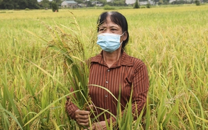 "Lúa ma" là lúa gì mà đang bùng phát mạnh ở miền Bắc, nhiều diện tích mất trắng, nông dân nguy cơ bỏ ruộng?