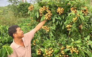 Trồng cây đặc sản trong vườn &quot;trồng lung tung, trồng thập cẩm&quot;, ai ngờ anh nông dân Đắk Lắk lại thắng lớn