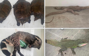 Kon Tum: Phát hiện nhiều rùa, rắn, chồn, ba ba tại một nhà dân 