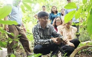 Ninh Bình: Tái thả gần 60 cá thể động vật hoang dã về rừng Cúc Phương