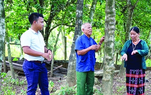 Một nông dân Quảng Trị suốt mấy chục năm &quot;cầm tay chỉ việc&quot; giúp đồng bào &quot;chôn kho báu&quot; trong rừng