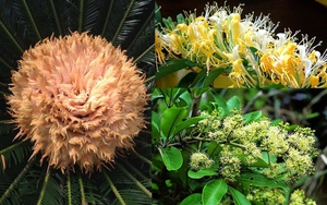 3 loại cây cảnh bỗng dưng nở hoa được xem là kỳ tích 