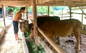 Nông thôn Sơn La: Nữ dân tộc Thái chăn nuôi giỏi, thu nhập cao