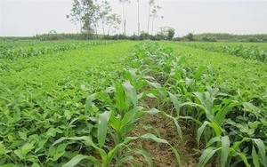 6 tháng đầu năm, Giống cây trồng Miền Nam (SSC) báo lãi 31 tỷ đồng, tăng 56%