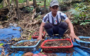 Kon Tum: Cây sâm Ngọc Linh chết như "ngả rạ", nông dân thiệt hại hơn 20 tỷ đồng