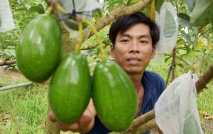 Anh thợ sửa xe Tiền Giang trồng bơ cây siêu lùn cho trái mập ú, thương lái bao tiêu không sót trái nào  