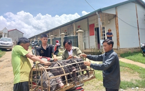 Sơn La: Hỗ trợ 100 con lợn giống cho nông dân vùng cao