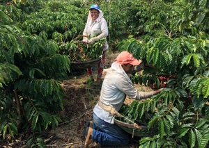 Nhu cầu cà phê hòa tan bùng nổ, Brazil hưởng lợi nhờ tăng sản lượng robusta