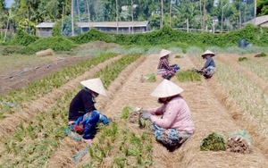 Nông dân An Giang trúng giá hành sậy