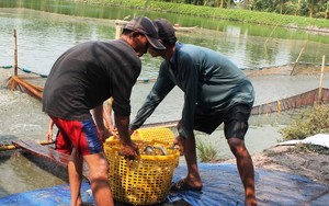 Giá cá tra giống giảm mạnh vì nông dân không dám mở rộng nuôi cá tra thương phẩm